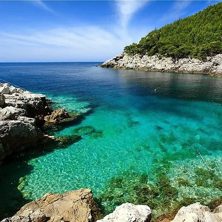 Maslina Paho * Babino Polje