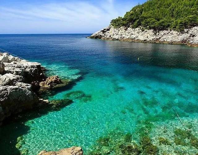 Maslina Paho * Babino Polje